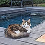 animal, brown, calm, cat, cute, daytime, deck, eyes, fluffy, fur, greenery, lounge_chair, nature, outdoor, pet, pool, relaxed, resting, tabby, white