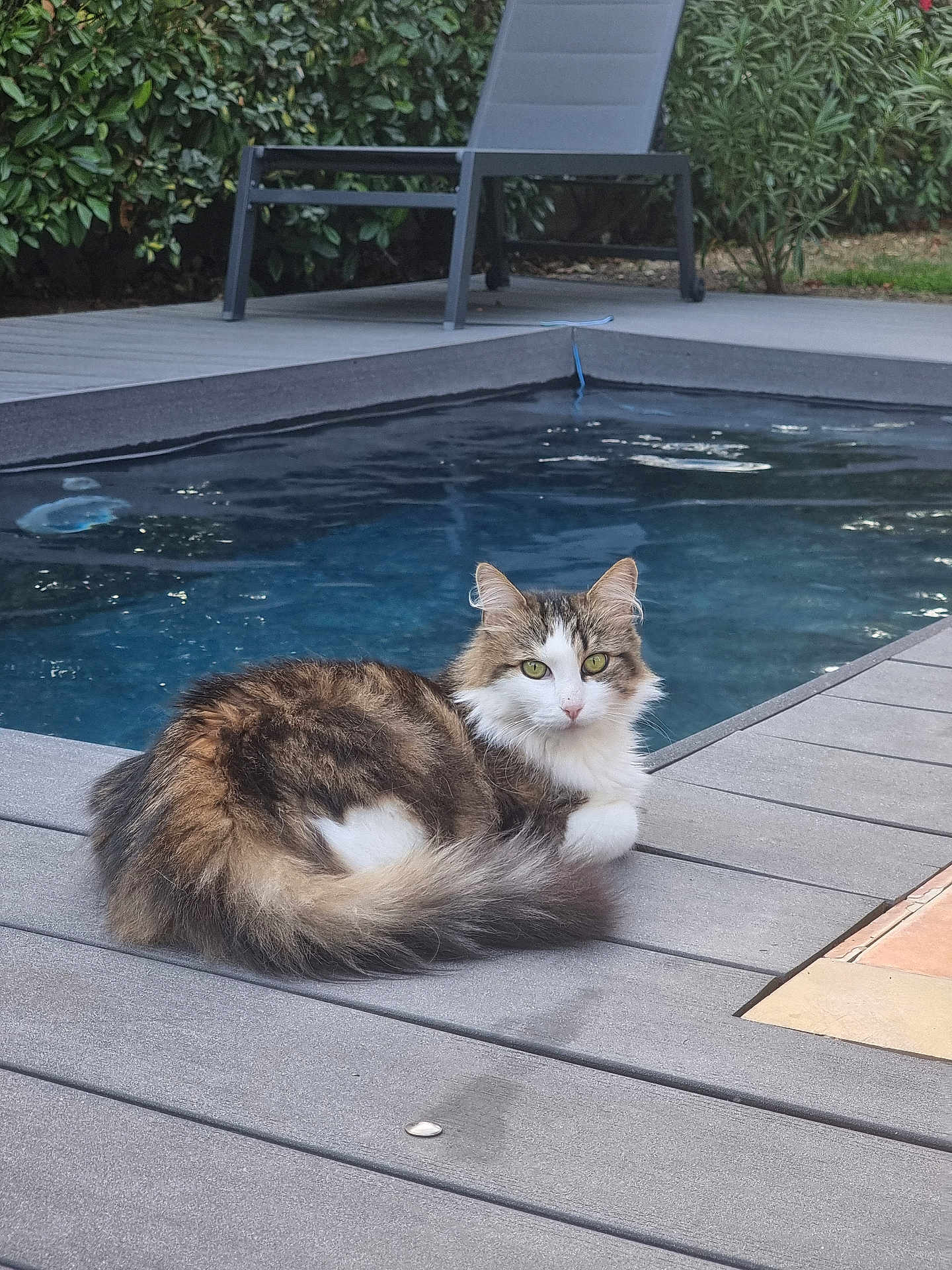 Amy