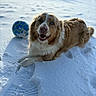 animal, canine, closeup, daytime, dog, fur, grass_background, happy, mammal, nature, outdoor, paw, pet, playful, portrait, smiling, snow, soccer_ball, sunlight, winter