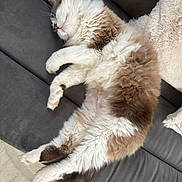 Pompom a rejoint le concours — aidez-le/la à gagner de superbes lots ! cat, fluffy, sleeping, couch, relaxed, indoor, pet, fur, white, brown, cozy, resting, animal, whiskers, paws, cute, domestic, feline, soft, nap