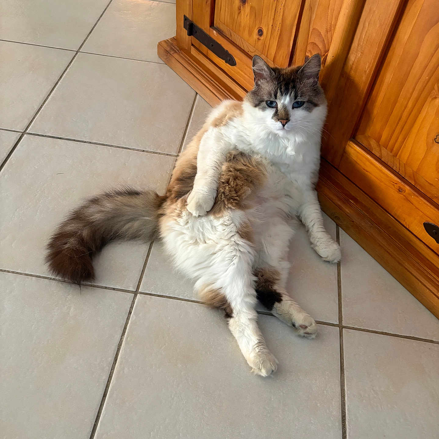 Pompom