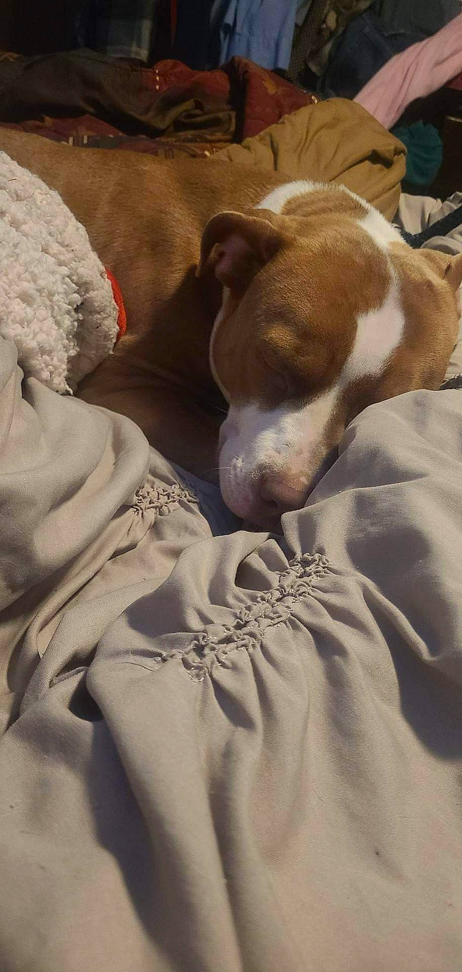 Lila joined the competition — help win amazing prizes! canidae, carmine, carnivore, collar, comfort, companion_dog, dog, dog_breed, dog_supply, fawn, fur, linens, nap, non_sporting_group, sleep, snout, sporting_group, terrestrial_animal, whiskers, working_animal