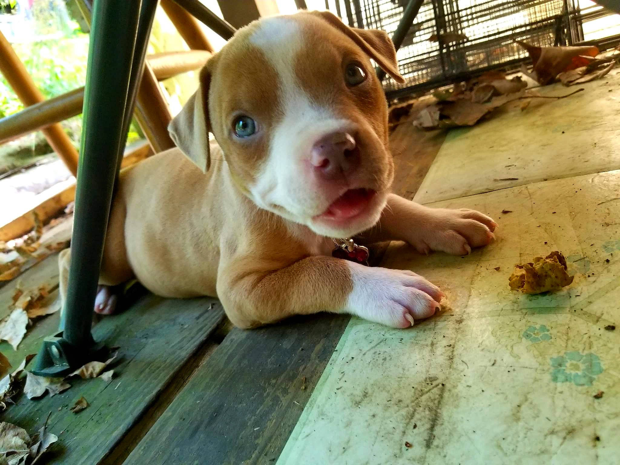 Lila is registered to the contest to win money with this photo: animal_shelter, carnivore, companion_dog, dog, dog_breed, fawn, fence, flooring, hardwood, liver, non_sporting_group, pet_supply, snout, whiskers, wood, working_animal