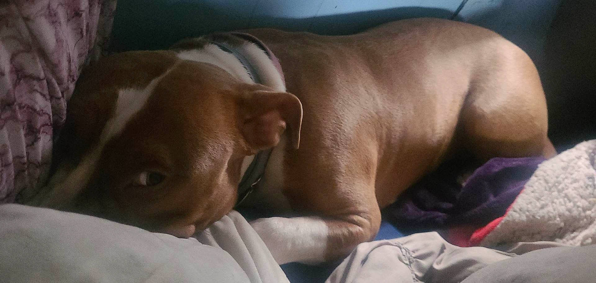 Lila is registered to the contest to win money with this photo: canidae, carnivore, comfort, companion_dog, dog, dog_breed, ear, fawn, guard_dog, liver, nap, non_sporting_group, sleep, snout, sporting_group, terrestrial_animal, whiskers, working_animal