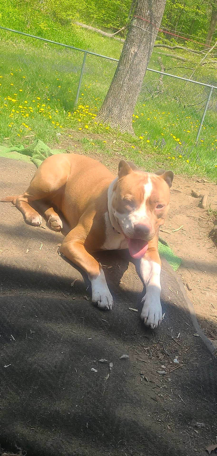 Lila is registered to the contest to win money with this photo: canidae, carnivore, companion_dog, dog, dog_breed, fawn, fence, grass, hunting_dog, non_sporting_group, paw, pet_supply, plant, road_surface, snout, sporting_group, tail, working_animal, working_dog