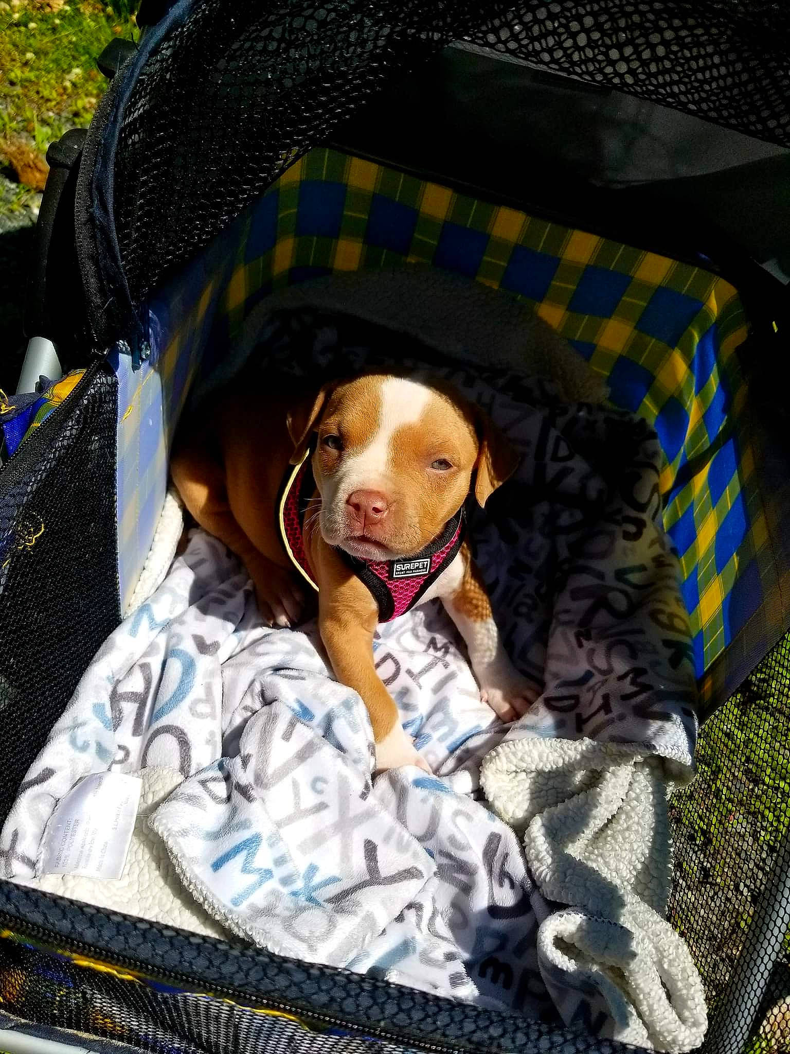 Lila is registered to the contest to win money with this photo: baby_carriage, bag, baggage, carnivore, collar, comfort, companion_dog, dog, dog_breed, dog_supply, fawn, grass, leash, luggage_and_bags, pet_supply, product, snout, sporting_group, toy, working_animal