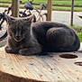cat, gray_cat, sleeping, wooden_table, outdoor, bicycle, fence, pet, animal, resting, calm, cozy, nature, daytime, fur, whiskers, ears, closeup, domestic_cat, relaxation