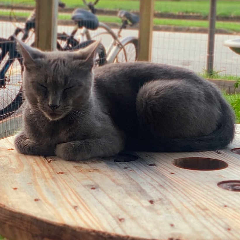Smokey is registered to the contest to win money with this photo: animal, bicycle, calm, cat, closeup, cozy, daytime, domestic_cat, ears, fence, fur, gray_cat, nature, outdoor, pet, relaxation, resting, sleeping, whiskers, wooden_table