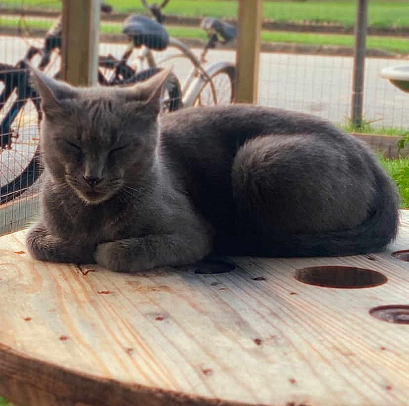 Smokey is registered to the contest to win money with this photo: cat, gray_cat, sleeping, wooden_table, outdoor, bicycle, fence, pet, animal, resting, calm, cozy, nature, daytime, fur, whiskers, ears, closeup, domestic_cat, relaxation
