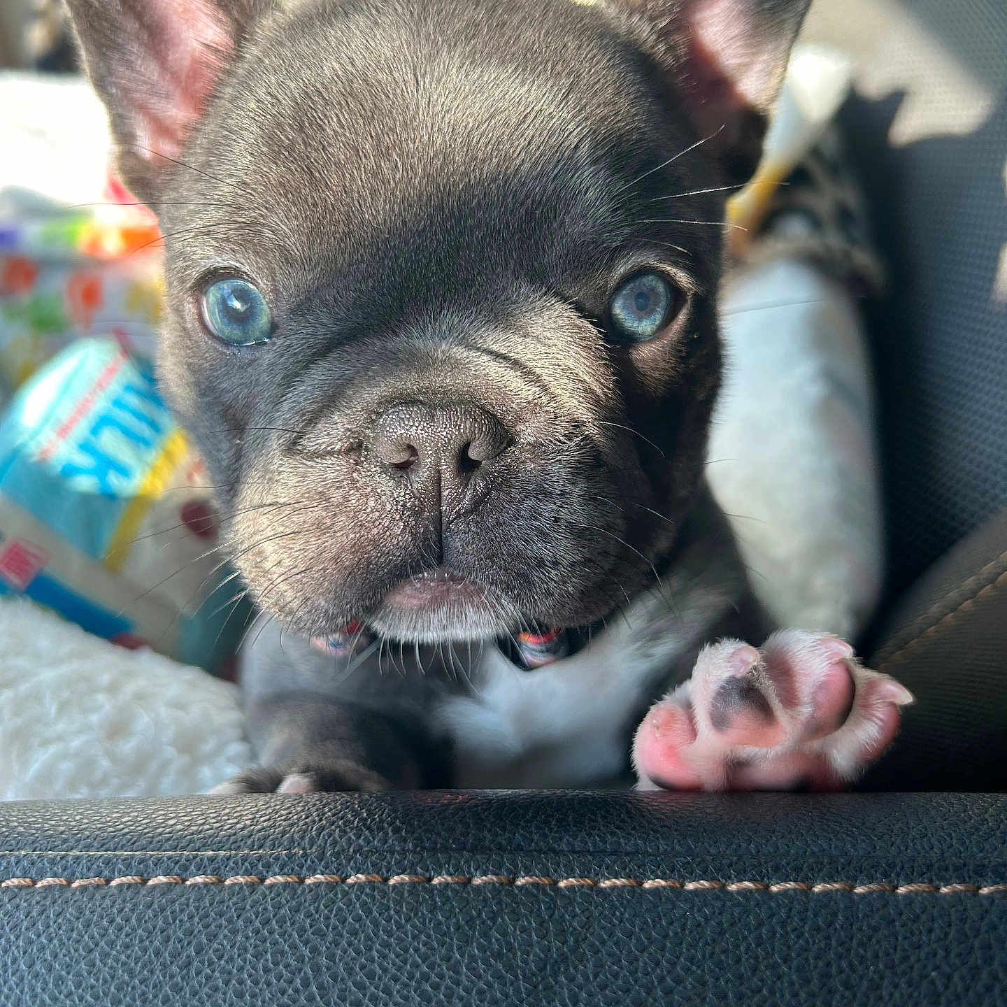 Harley joined the competition — help win amazing prizes! animal, background_blur, blue_eyes, close_up, curious, cute, dog, ears, face, french_bulldog, indoor, leather_surface, paw, pet, pink_paw, puppy, snout, soft_light, whiskers, young