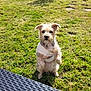 Gina a rejoint le concours — aidez-le/la à gagner de superbes lots ! dog, pet, grass, outdoor, sunlight, bandage, animal, garden, lawn, curious, standing, small_dog, fur, canine, nature, daylight, backyard, playful, cute, domestic