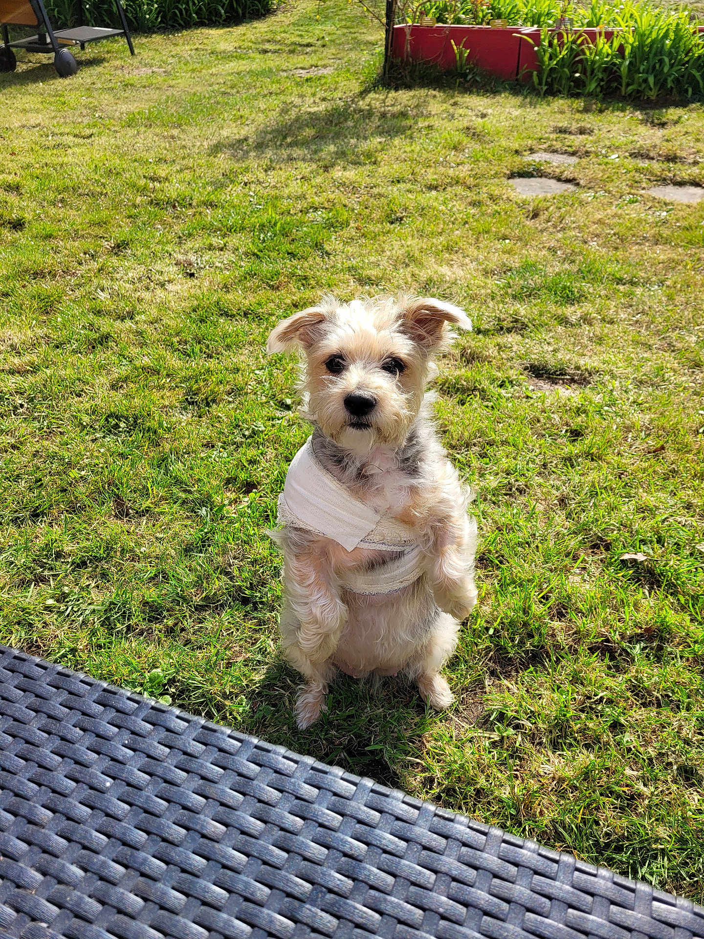 Gina a rejoint le concours — aidez-le/la à gagner de superbes lots ! dog, pet, grass, outdoor, sunlight, bandage, animal, garden, lawn, curious, standing, small_dog, fur, canine, nature, daylight, backyard, playful, cute, domestic