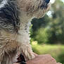 Gina a rejoint le concours — aidez-le/la à gagner de superbes lots ! dog, pet, animal, fur, outdoor, nature, greenery, sky, arm, bracelet, hand, portrait, closeup, scruffy, beard, thoughtful, companionship, daylight, candid, mammal