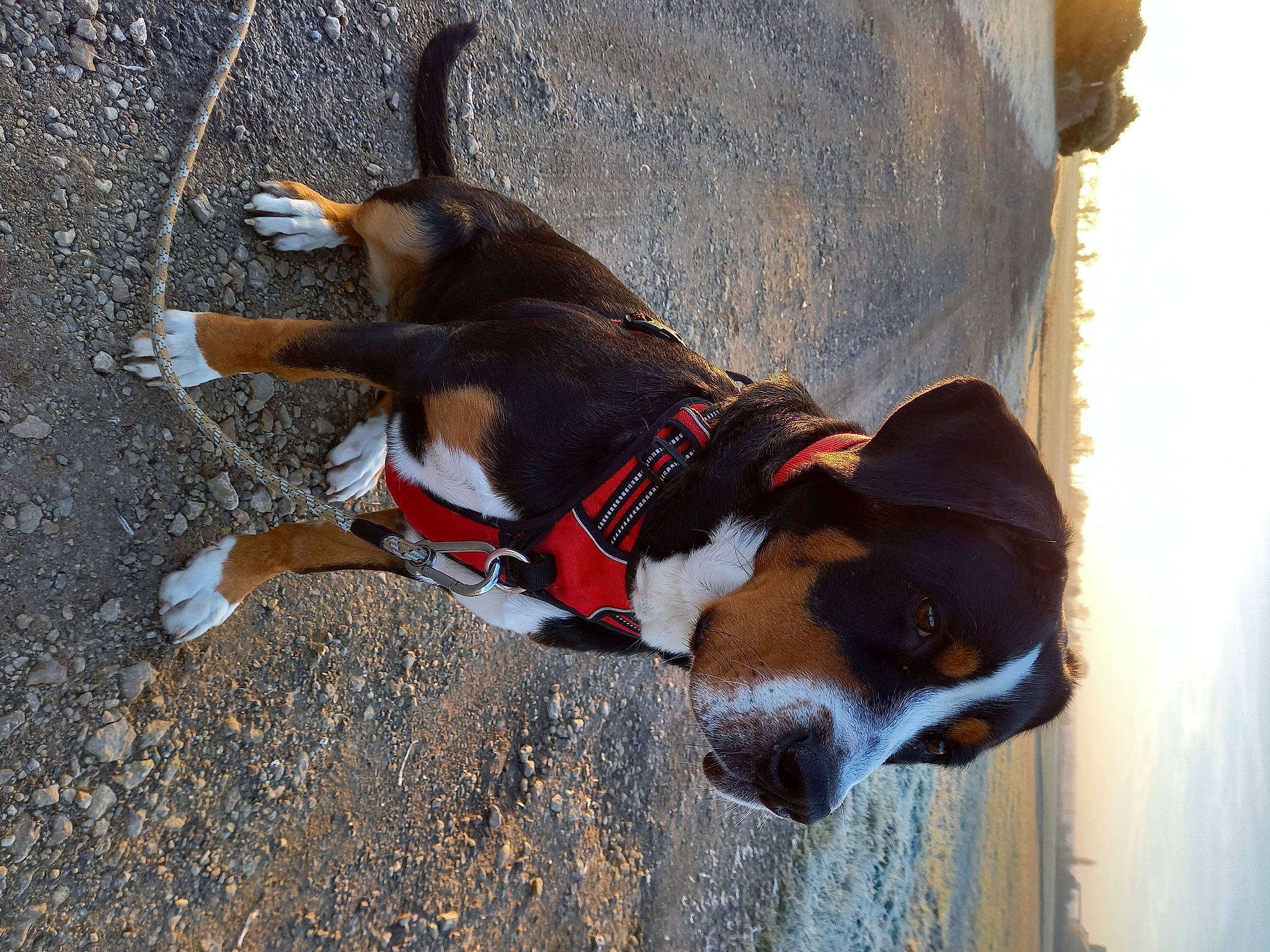 Talyska participe au concours pour gagner de l'argent avec cette photo : beagle, canidae, carnivore, collar, companion_dog, dog, dog_breed, dog_collar, dog_supply, fawn, finnish_hound, hound, leash, paw, pet_supply, scent_hound, snout, sporting_group, tail, working_animal