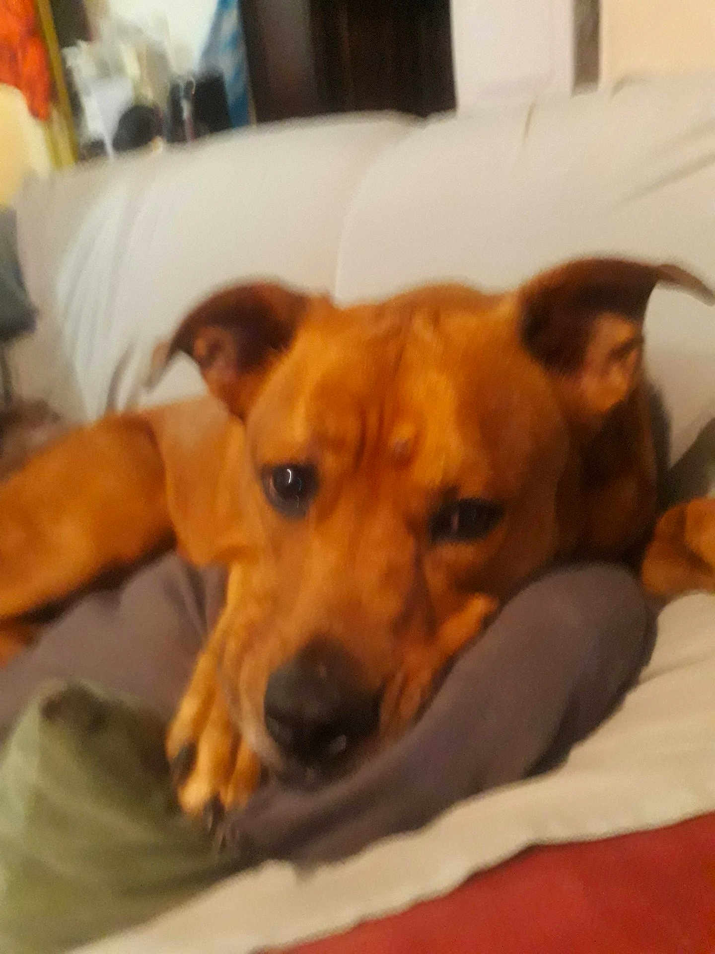 Leila participe au concours pour gagner de l'argent avec cette photo : dog, brown_dog, couch, resting, indoors, close_up, pet, animal, cozy, blurred, paw, snout, ears, fur, domestic_animal, relaxing, home, living_room, comfort, canine