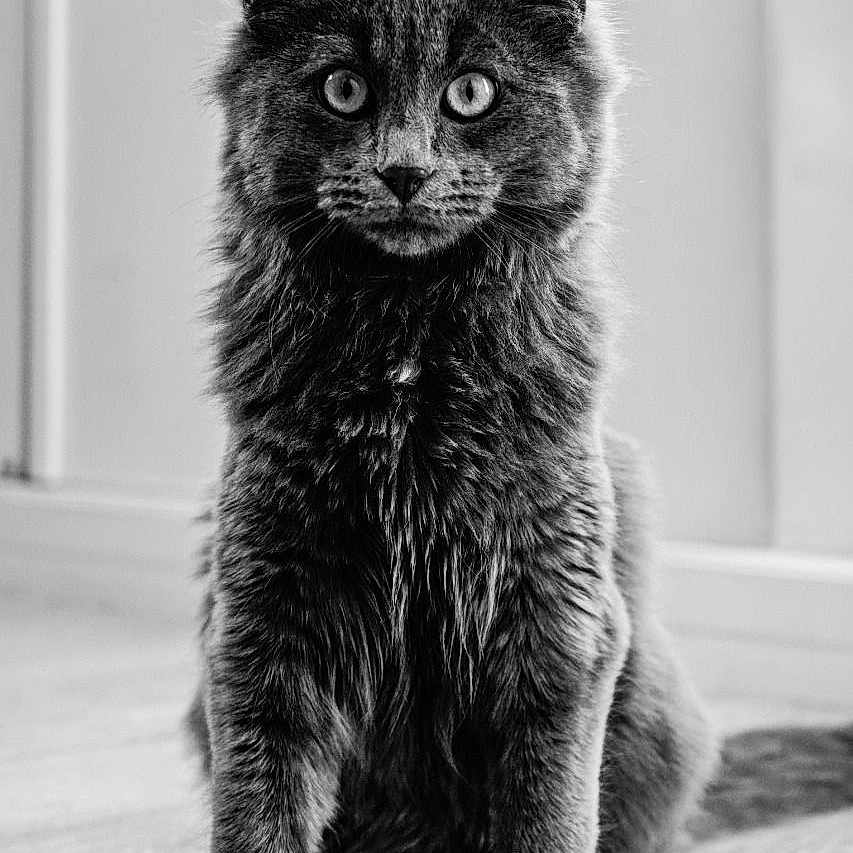 Baloo participe au concours pour gagner de l'argent avec cette photo : abyssinian, angora, animal, blackcat, brasssection, cat, face, hardwood, head, horn, kitten, manx, musicalinstrument, person, pet, photography, portrait, siamese, wood