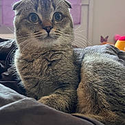 Maya a rejoint le concours — aidez-le/la à gagner de superbes lots ! cat, scottish_fold, fluffy, whiskers, folded_ears, wide_eyes, pet, indoor, blanket, purple_curtain, feline, cute, animal, domestic_cat, portrait, resting, fur, close_up, soft_light, curious