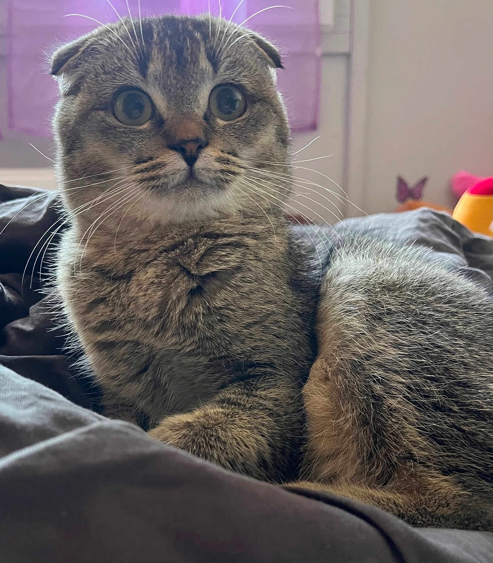Maya a rejoint le concours — aidez-le/la à gagner de superbes lots ! cat, scottish_fold, fluffy, whiskers, folded_ears, wide_eyes, pet, indoor, blanket, purple_curtain, feline, cute, animal, domestic_cat, portrait, resting, fur, close_up, soft_light, curious