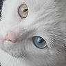 Mimine a rejoint le concours — aidez-le/la à gagner de superbes lots ! animal, cat, close_up, curious, cute, domestic_cat, ears, eye, face, feline, fur, heterochromia, indoor, looking_away, mammal, pet, portrait, soft_light, whiskers, white_cat