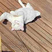 Mimine a rejoint le concours — aidez-le/la à gagner de superbes lots ! animal, cat, cute, domestic_animal, ears, feline, fur, heterochromia, lying_down, nature, outdoor, pet, playful, relaxed, sunlight, sunny, tail, whiskers, white_cat, wooden_deck