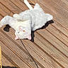 animal, cat, cute, domestic_animal, ears, feline, fur, heterochromia, lying_down, nature, outdoor, pet, playful, relaxed, sunlight, sunny, tail, whiskers, white_cat, wooden_deck
