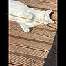 Mimine a rejoint le concours — aidez-le/la à gagner de superbes lots ! animal, cat, cute, daylight, ears, eyes, fur, heterochromia, lying_down, nature, outdoor, pet, phone_interface, relaxing, screen_screenshot, shadow, sunlight, whiskers, white_cat, wooden_deck