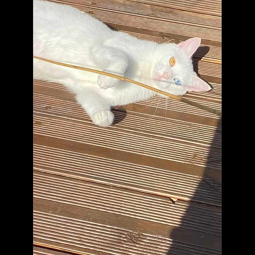 Mimine a rejoint le concours — aidez-le/la à gagner de superbes lots ! animal, cat, cute, daylight, ears, eyes, fur, heterochromia, lying_down, nature, outdoor, pet, phone_interface, relaxing, screen_screenshot, shadow, sunlight, whiskers, white_cat, wooden_deck