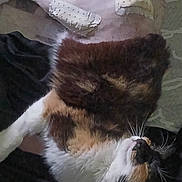 Joyce a rejoint le concours — aidez-le/la à gagner de superbes lots ! cat, calico, bandage, injury, pet, resting, shaved_belly, indoor, animal, recovery, fur, whiskers, lying_down, domestic_cat, healing, soft_fur, closeup, comfort, cute, calm