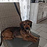 dog, pet, canine, scruffy, brown_fur, long_hair, floppy_ears, black_nose, lying_down, lounging, chair, wicker_furniture, indoor, kitchen, home, tile_floor, curtains, cabinet, cushion, portrait