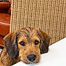 dog, pet, canine, animal, portrait, close_up, scruffy_fur, brown_fur, floppy_ears, dark_eyes, black_nose, resting, lying_down, chin_on_table, indoor, wicker_chair, leather_furniture, white_table, cozy, photography
