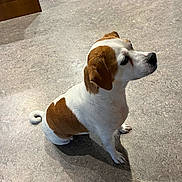 Aj joined the competition — help win amazing prizes! dog, small_dog, brown_and_white, sitting, floor, indoor, pet, animal, curled_tail, fur, looking_sideways, ears, shadow, domestic, cute, companion, alert, calm, well_groomed, quiet