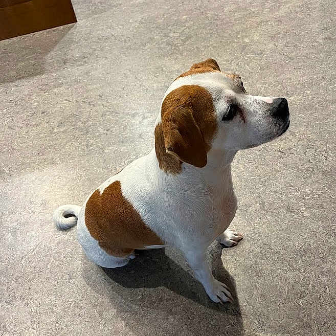 Aj joined the competition — help win amazing prizes! alert, animal, brown_and_white, calm, companion, curled_tail, cute, dog, domestic, ears, floor, fur, indoor, looking_sideways, pet, quiet, shadow, sitting, small_dog, well_groomed