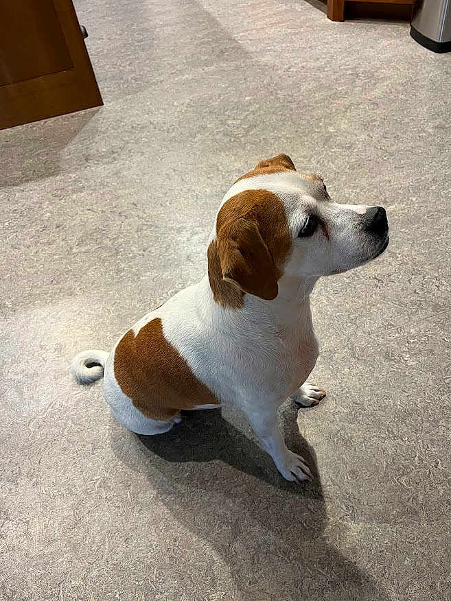 Aj joined the competition — help win amazing prizes! dog, small_dog, brown_and_white, sitting, floor, indoor, pet, animal, curled_tail, fur, looking_sideways, ears, shadow, domestic, cute, companion, alert, calm, well_groomed, quiet