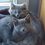 Bug joined the competition — help win amazing prizes! cat, cats, gray_cat, fluffy, pet, animal, feline, cozy, bed, cuddle, indoor, window, resting, fur, cute, sleepy, domestic_animal, two_animals, companionship, relaxation