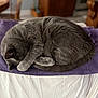 Bug is registered to the contest to win money with this photo: cat, gray_cat, sleeping, curled_up, towel, purple_towel, white_surface, indoor, cozy, fur, pet, resting, animal, feline, quiet, home, relaxation, paw, hidden_face, domestic
