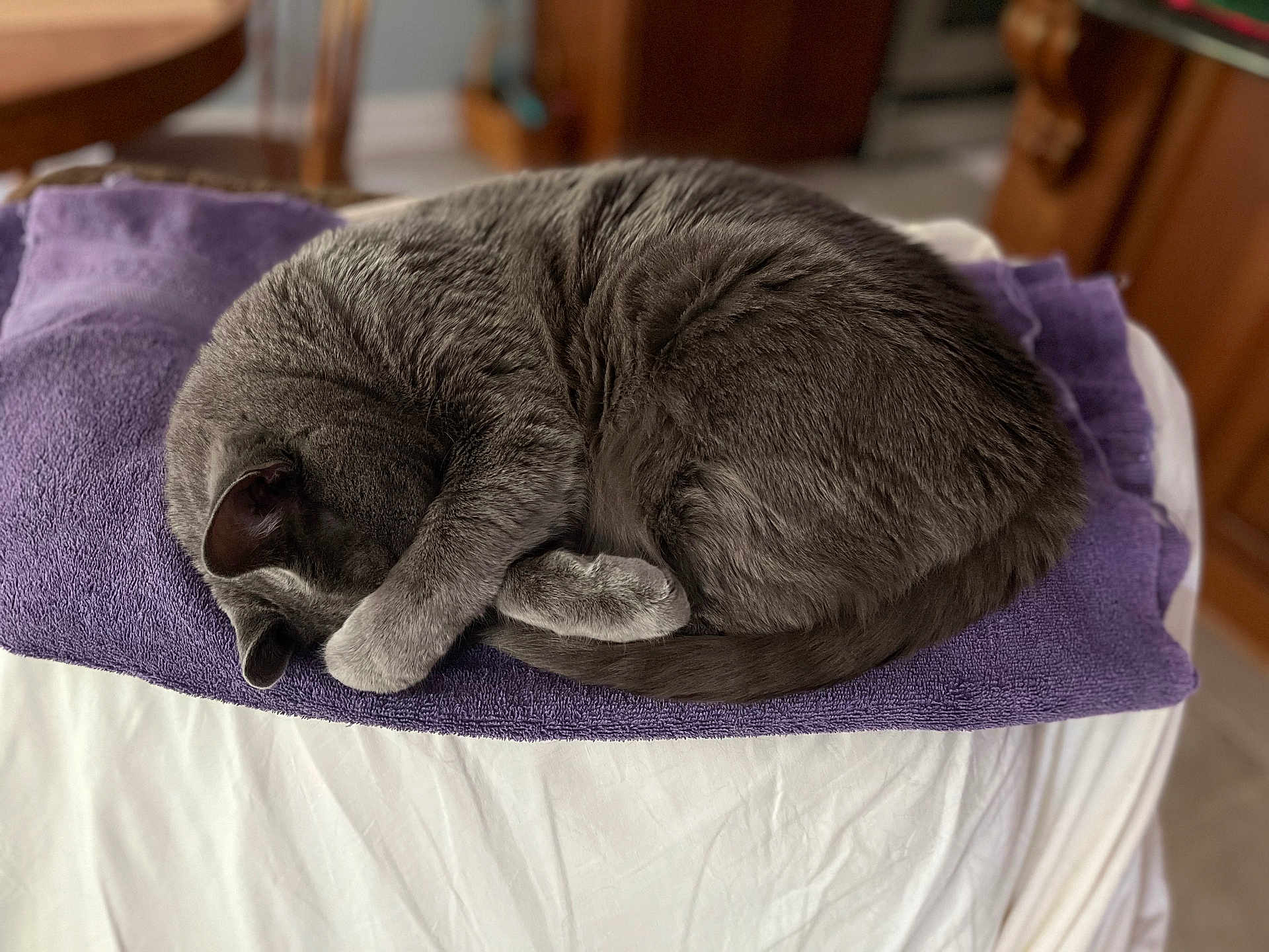 Bug is registered to the contest to win money with this photo: cat, gray_cat, sleeping, curled_up, towel, purple_towel, white_surface, indoor, cozy, fur, pet, resting, animal, feline, quiet, home, relaxation, paw, hidden_face, domestic