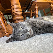 Bug joined the competition — help win amazing prizes! cat, gray_cat, sleeping, carpet, wooden_chair, wooden_table, indoor, sunlight, peaceful, fur, pet, animal, relaxing, closeup, home, floor, quiet, cozy, whiskers, nap