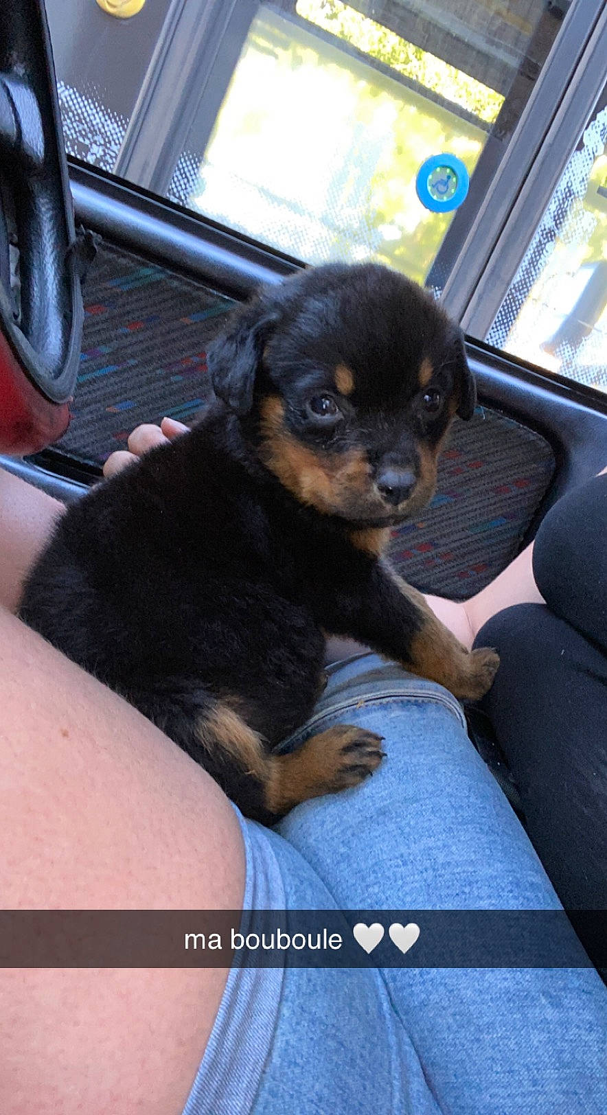 Elsa participe au concours pour gagner de l'argent avec cette photo : auto_part, automotive_tire, canidae, car_seat, carnivore, comfort, companion_dog, dog, dog_breed, fawn, fur, head_restraint, snout, sporting_group, toy_dog, vehicle, vehicle_door, whiskers, window, windshield