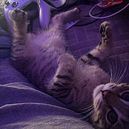 Sassy joined the competition — help win amazing prizes! cat, kitten, tabby, paws, fur, whiskers, gaming_controller, headset, cable, purple_light, blanket, indoor, relaxation, playful, pet, closeup, soft_texture, electronics, comfort, resting