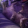 cat, kitten, tabby, paws, fur, whiskers, gaming_controller, headset, cable, purple_light, blanket, indoor, relaxation, playful, pet, closeup, soft_texture, electronics, comfort, resting
