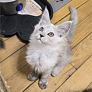 Mimi a rejoint le concours — aidez-le/la à gagner de superbes lots ! kitten, cat, white_fur, fluffy, long_hair, green_eyes, whiskers, pointed_ears, sitting, curious, looking_up, pet, animal, indoor, wooden_floor, hardwood, home, electronic_device, close_up, portrait