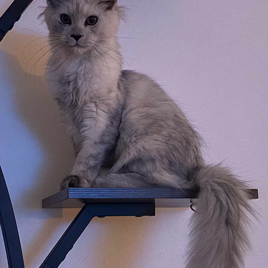 Mimi a rejoint le concours — aidez-le/la à gagner de superbes lots ! cat, kitten, gray_cat, fluffy, long_hair, feline, pet, animal, sitting, shelf, wall_mounted, indoors, portrait, looking_at_camera, ears, whiskers, tail, home, furniture, vertical_photo
