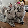 Mimi participe au concours pour gagner de l'argent avec cette photo : cats, kittens, fluffy, gray, long_hair, maine_coon, สัต?