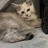 kitten, cat, fluffy, long_hair, cream_colored, blue_eyes, lying_down, relaxed, portrait, indoors, blanket, couch, cozy, pet, animal, whiskers, ears, paws, soft, close_up