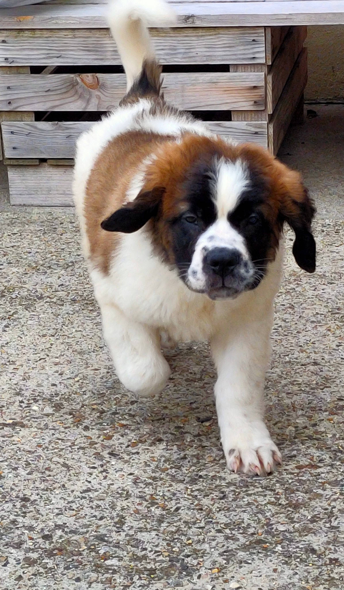 Sunny a rejoint le concours — aidez-le/la à gagner de superbes lots ! canidae, carnivore, companion_dog, dog, dog_breed, door, fawn, fur, moscow_watchdog, plant, snout, soil, sporting_group, tail, terrestrial_animal, toy_dog, whiskers, window, wood, working_dog