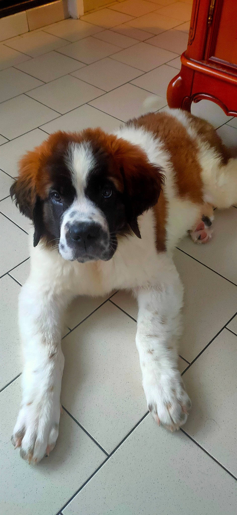 Sunny participe au concours pour gagner de l'argent avec cette photo : canidae, carnivore, companion_dog, dog, dog_breed, flooring, fur, gun_dog, moscow_watchdog, snout, sporting_group, tail, working_dog