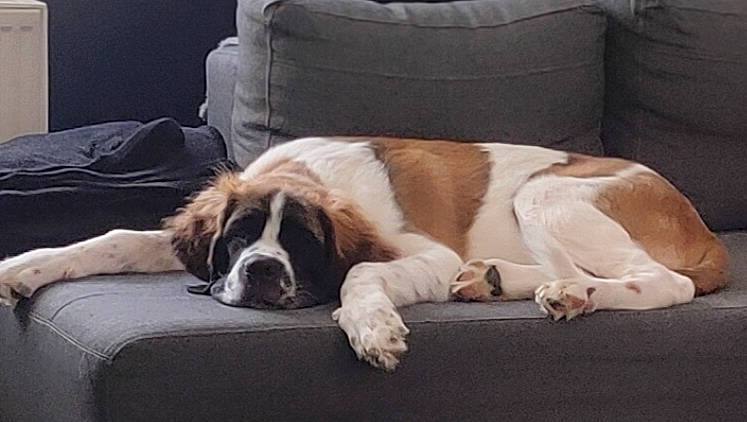 Sunny a rejoint le concours — aidez-le/la à gagner de superbes lots ! bored, canidae, carnivore, comfort, companion_dog, couch, dog, dog_breed, flooring, fur, gun_dog, linens, liver, room, snout, sporting_group, st_bernard, terrestrial_animal, working_animal, working_dog