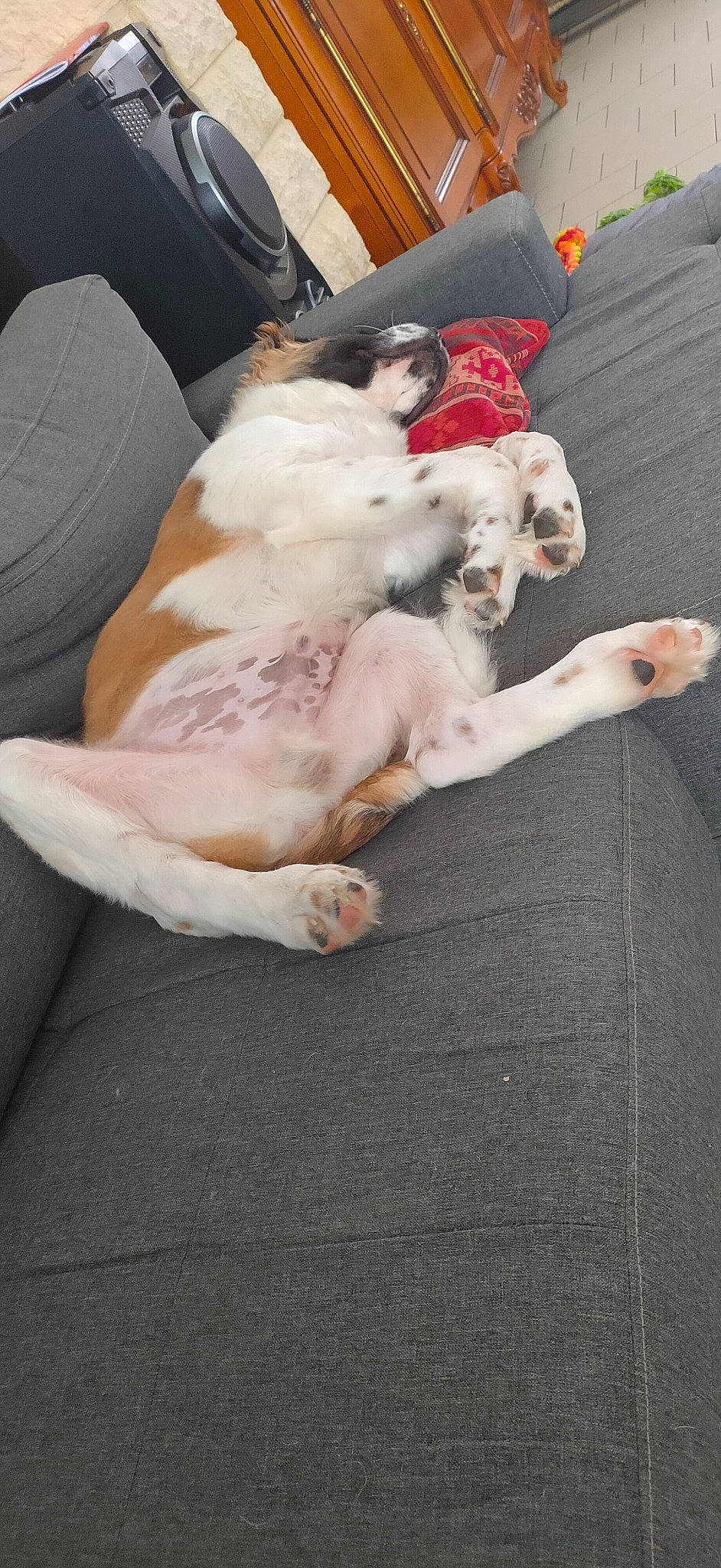 Sunny participe au concours pour gagner de l'argent avec cette photo : canidae, carnivore, comfort, companion_dog, couch, dog, dog_breed, fawn, felidae, fur, hardwood, linens, paw, small_to_medium_sized_cats, sporting_group, tail, toy_dog, weimaraner, whiskers, working_animal