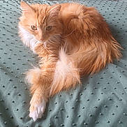 Simba is registered to the contest to win money with this photo: animal, bed, blanket, cat, cozy, cute, fluffy, fur, green, indoor, orange_cat, paws, pet, relaxed, resting, sleepy, soft, tail, texture, whiskers