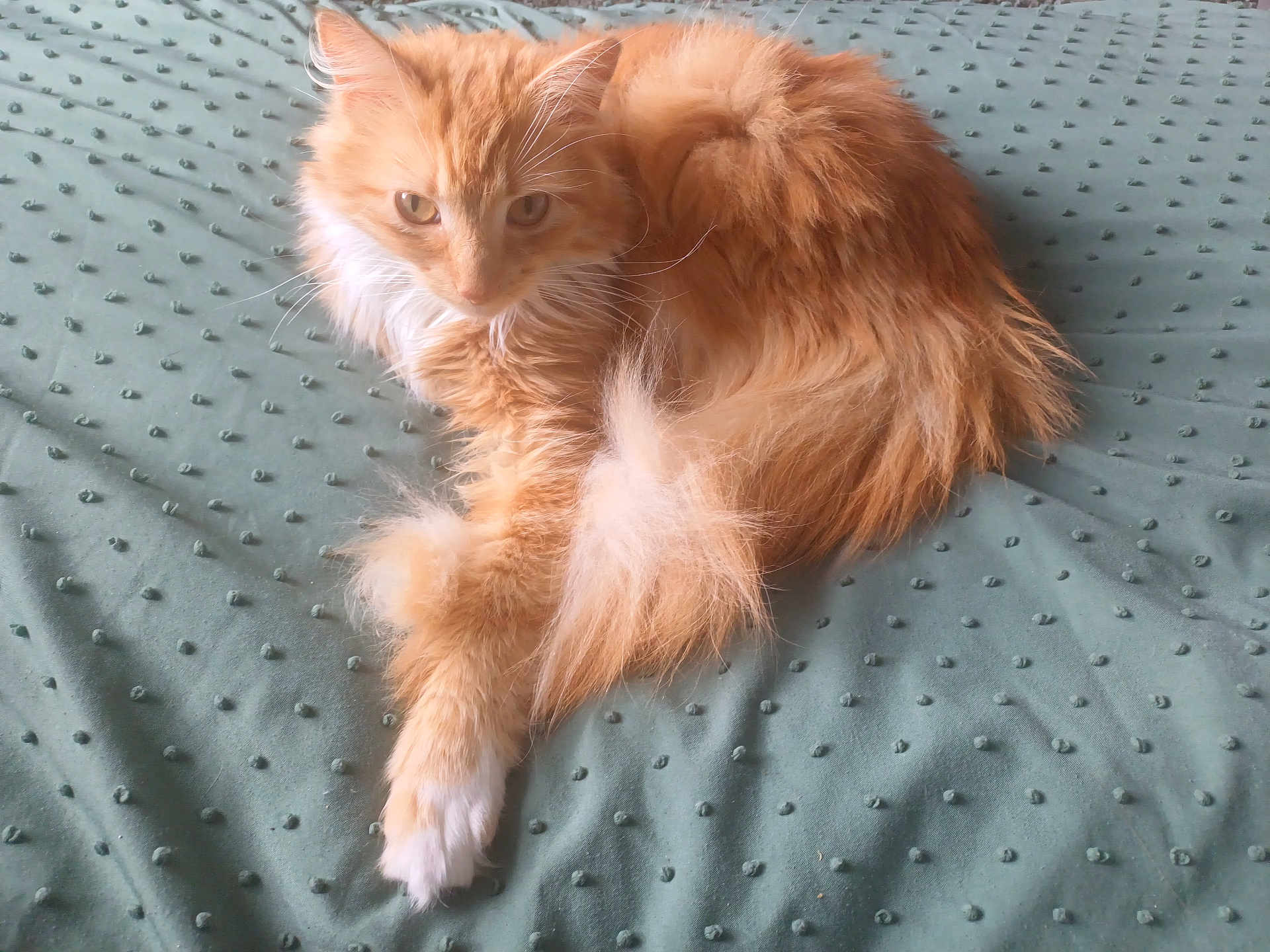 Simba